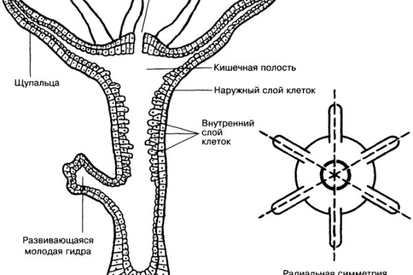 Кракен даркнет ссылка kraken link24 info