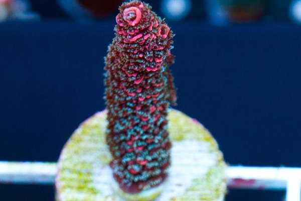 Kraken market3