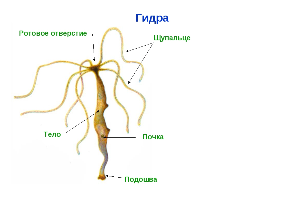 Кракен маркетплейс ссылка