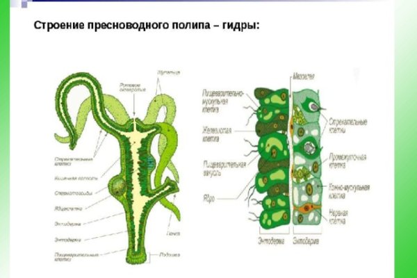 Kraken17at
