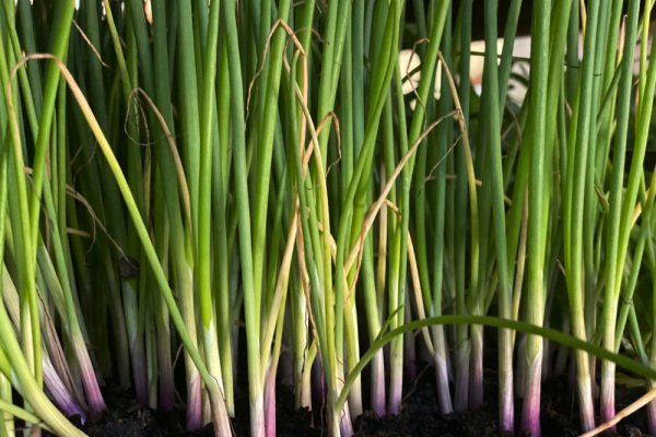 Kraken рабочая ссылка onion