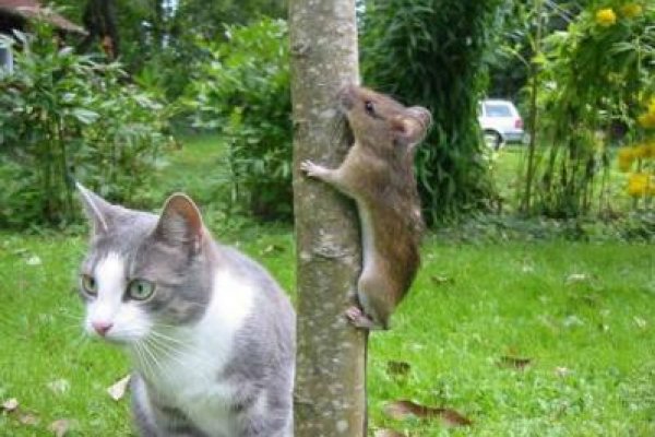 Кракен сайт купить наркотики
